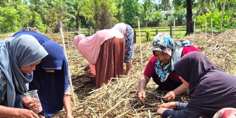 Dukung Kemandirian Petani, Fakultas Pertanian UTU Dampingi Produksi Benih Bawang Merah