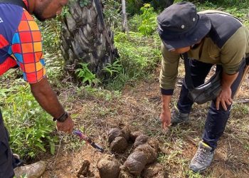 Gajah Liar di Lango Aceh Barat Kembali Resahkan Warga, Tim WRU Lakukan Penghalauan Dramatis