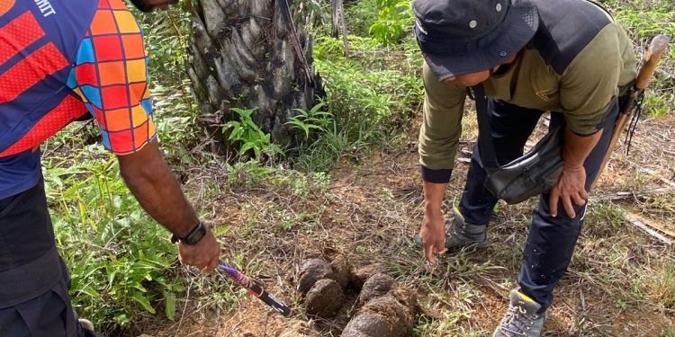 Gajah Liar di Lango Aceh Barat Kembali Resahkan Warga, Tim WRU Lakukan Penghalauan Dramatis